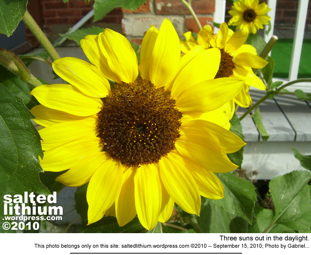 salted lithium photo header