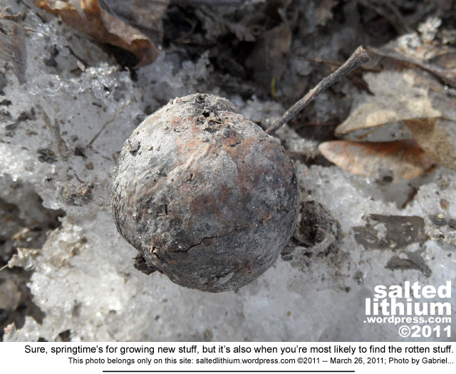 salted lithium photo header