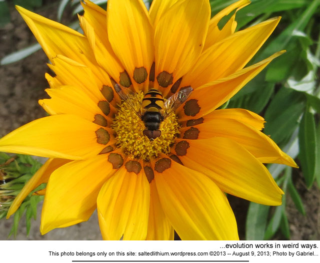 salted lithium photo header