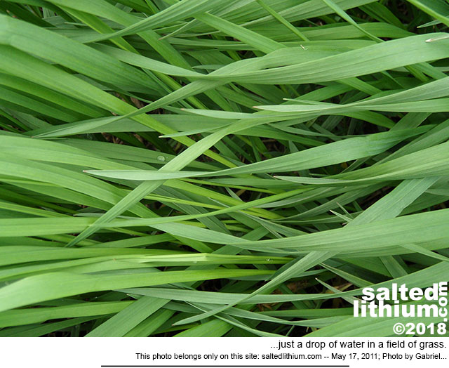 salted lithium photo header