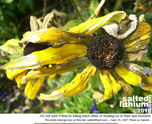 salted lithium photo header